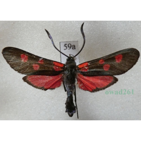 Zygaena trifolii (Esper, 1783) Kraśnik pięcioplamek Czech59a